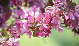 爆料海棠是谁发明的呢视频,探寻“爆料海棠”背后的传奇故事